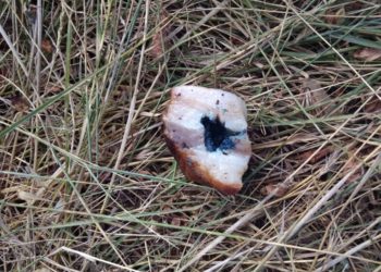 Ljudoliki manijak ubija po Vojnićima: Za usmrćivanja koristi zabranjeni bojni otrov