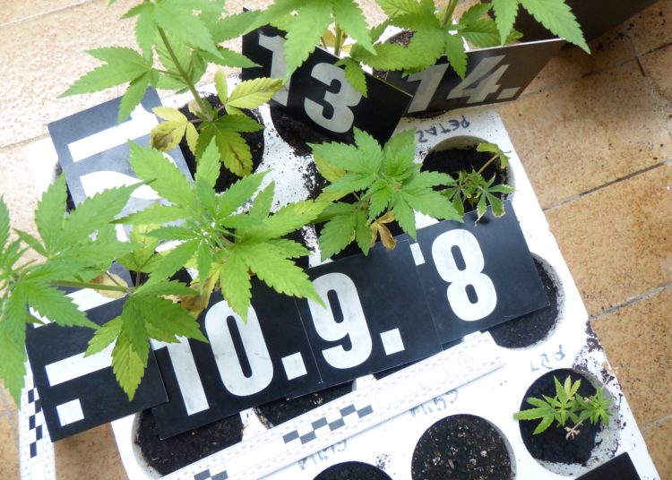 Pronađen improvizirani laboratorij za uzgoj marihuane u Ljubuškom (FOTO)