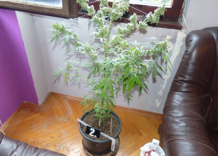 Pronađen improvizirani laboratorij za uzgoj marihuane u Ljubuškom (FOTO)