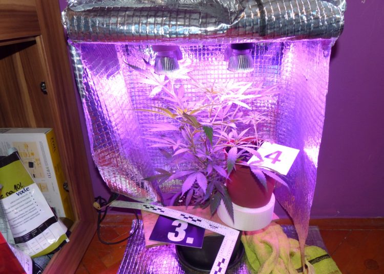 Pronađen improvizirani laboratorij za uzgoj marihuane u Ljubuškom (FOTO)