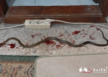 Ljubušak u kući ubio zmiju