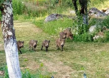 FOTO: Josip Grabovac