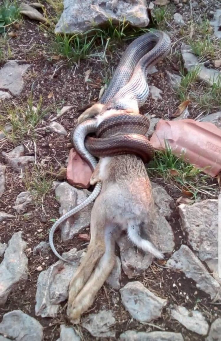 Stolačka anakonda guta i zečeve?!