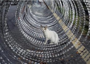 Tuniska mačka stigla do Njemačke preko Mediterana