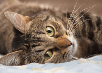 Danas je Međunarodni dan mačaka