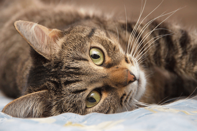 Danas je Međunarodni dan mačaka