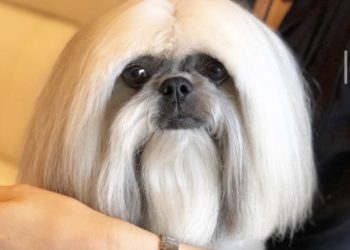 Upoznajte psa koji je postao zvijezda Instagrama zahvaljujući Lady Gagi