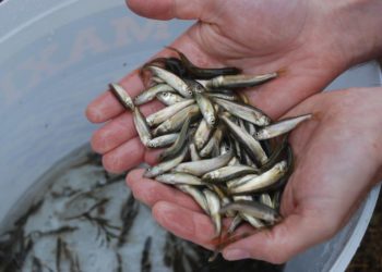 Mostarsko blato: Spašavanje prikanaca