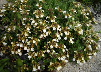 Iva trava – ljekovita biljka koja raste u planinskim krajevima