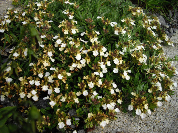 Iva trava – ljekovita biljka koja raste u planinskim krajevima