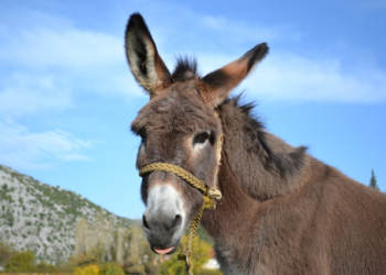 Magarac je obilježio život hercegovačkog seljaka