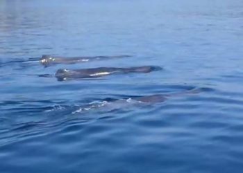 Kit viđen kod Starigrada-Paklenice