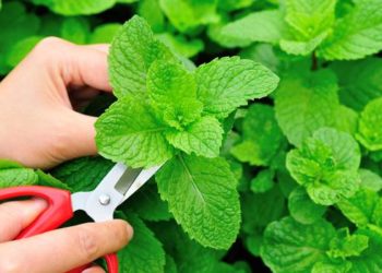 5 čajeva koji će vam pomoći kod simptoma prehlade ili gripe