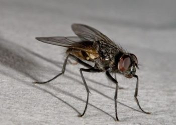 Riješite se dosadnih muha na prirodan način!