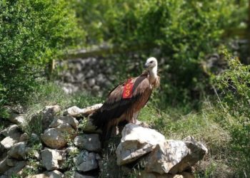 Bjeloglavi sup Luka pušten u prirodno stanište (Video)