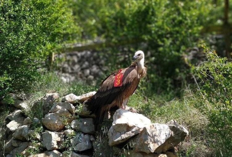 Bjeloglavi sup Luka pušten u prirodno stanište (Video)