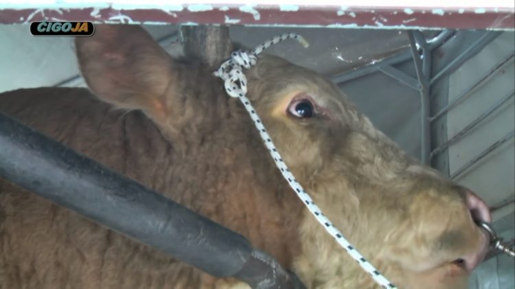 Mladom Ljubušaku otac i brat poklonili bika