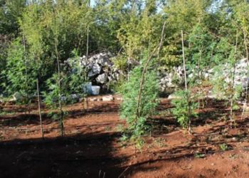 U Grudama pronađen nasad indijske konoplje, uhićen Širokobriježanin