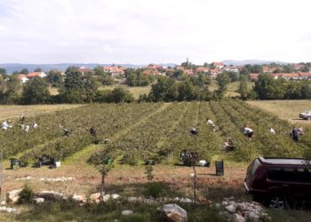 Ovih dana obavljena je berba aronije na OPG „Kožul“