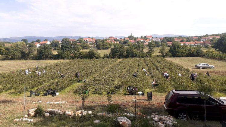Ovih dana obavljena je berba aronije na OPG „Kožul“