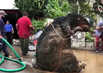 Radnici čistili kanalizaciju, ostali šokirani otkrićem “gigantskog štakora”