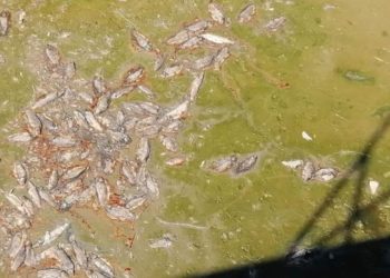 Grude: Pomor ribe kod Drinovaca