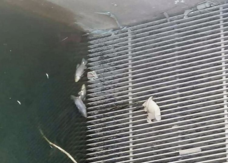 Grude: Pomor ribe kod Drinovaca