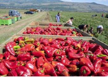 Mostarsko blato: Ubrane tone paprika koje idu na tržište Europske unije