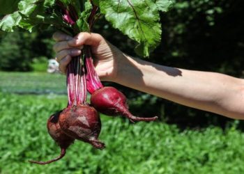 Cikla za zimnicu – recepti za prirodno i jednostavno kiseljenje cikle