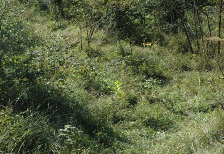 Pronađena još jedna plantaža konoplje u Hercegovini