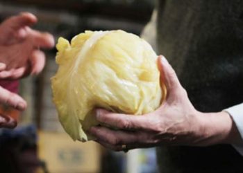 Kako se tradicionalno kiseli kupus?!