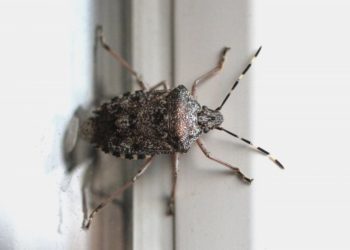 Smrdljivi martin – što ih privlači i kako ih se riješiti