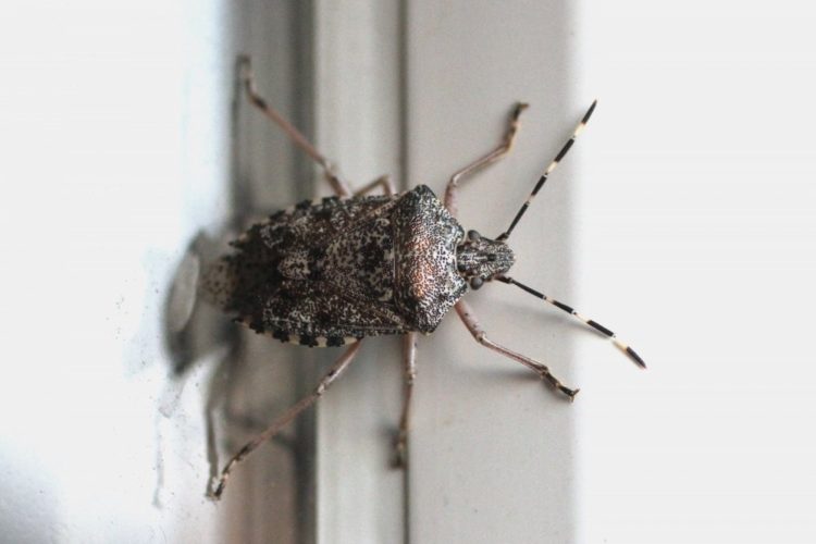 Smrdljivi martin – što ih privlači i kako ih se riješiti