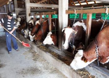 Za pomoć selima i agraru 100 milijuna KM kredita, evo tko se sve može prijaviti