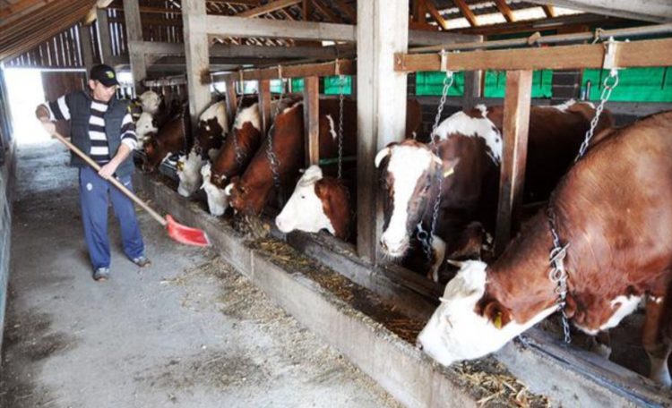 Za pomoć selima i agraru 100 milijuna KM kredita, evo tko se sve može prijaviti