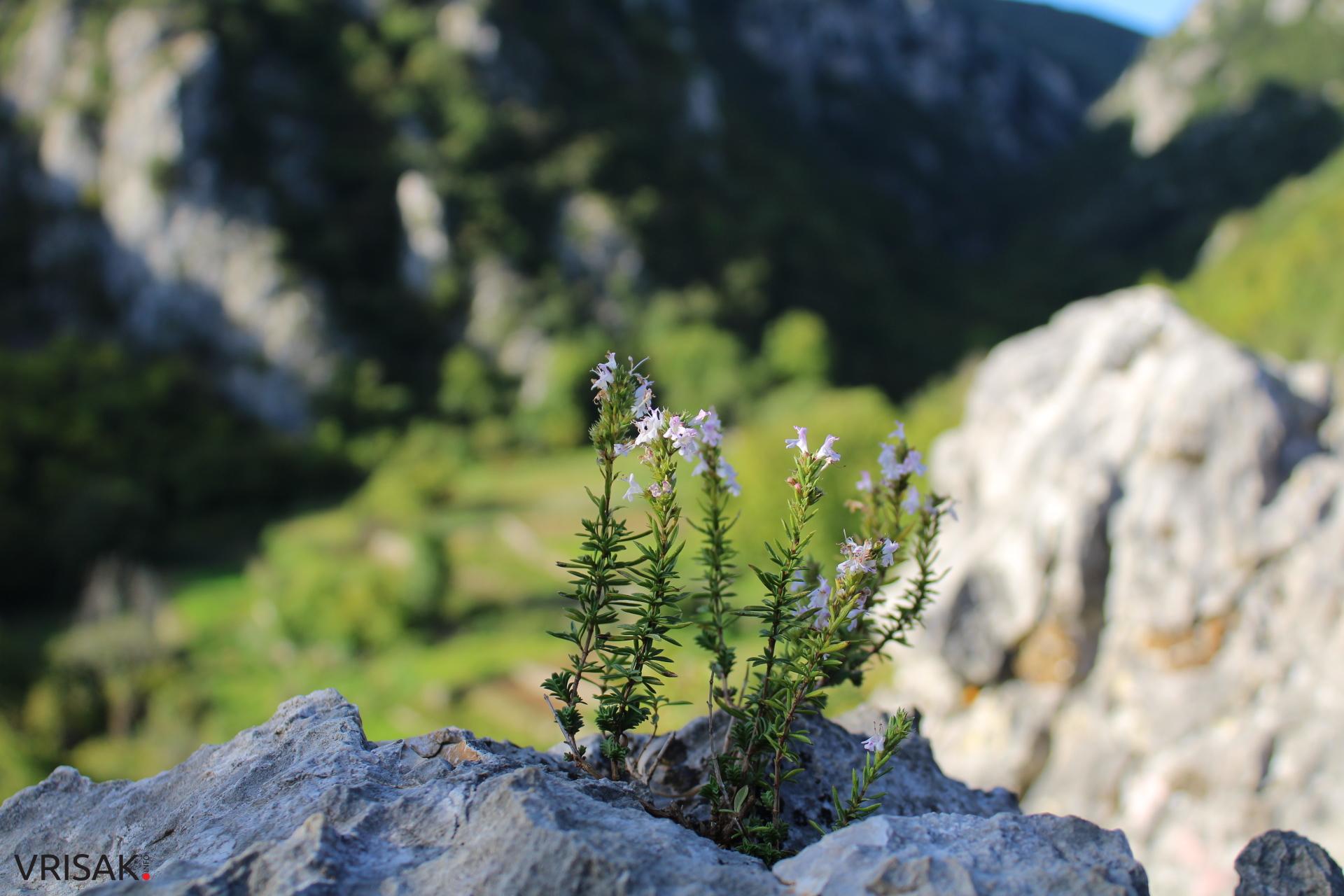 Procvjetao “vrisak” iznad hercegovačkog Macchu Picchua