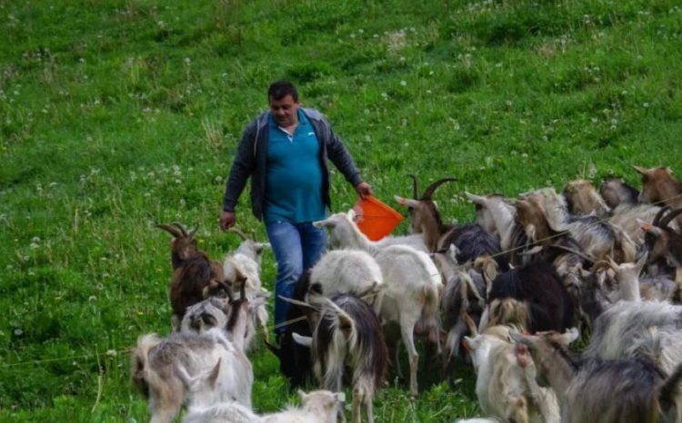 Tadiji iz Rame ukrali 58 koza: Ja od toga živim, a policija mi se smije