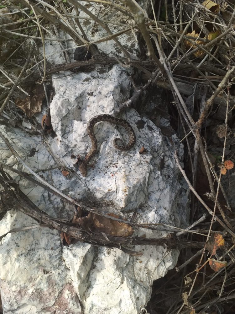 Zmije u Hercegovini još ne spavaju zimski san!