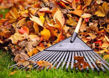 Trgovački lanac prodaje jesensko lišće za 50 kuna