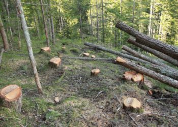 Krađa šume: Kazne milijun KM, a naplaćeno samo 21 tisuća