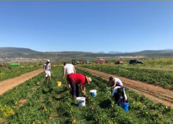 Okrupnjavanje posjeda u Hercegovini put za tisuće novih radnih mjesta