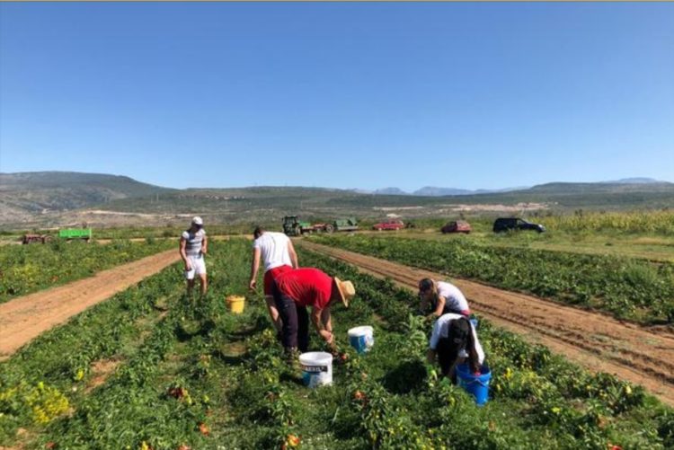 Okrupnjavanje posjeda u Hercegovini put za tisuće novih radnih mjesta