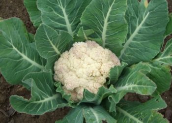 Uzgojite cvjetaču u vlastitom vrtu: ovako izgleda sadnja cvjetače