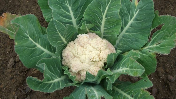 Uzgojite cvjetaču u vlastitom vrtu: ovako izgleda sadnja cvjetače