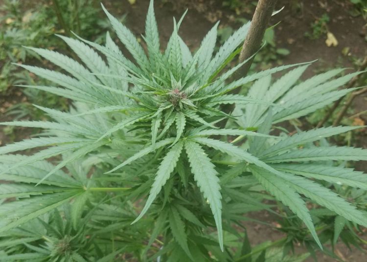 Otkrivene stabljike indijske konoplje