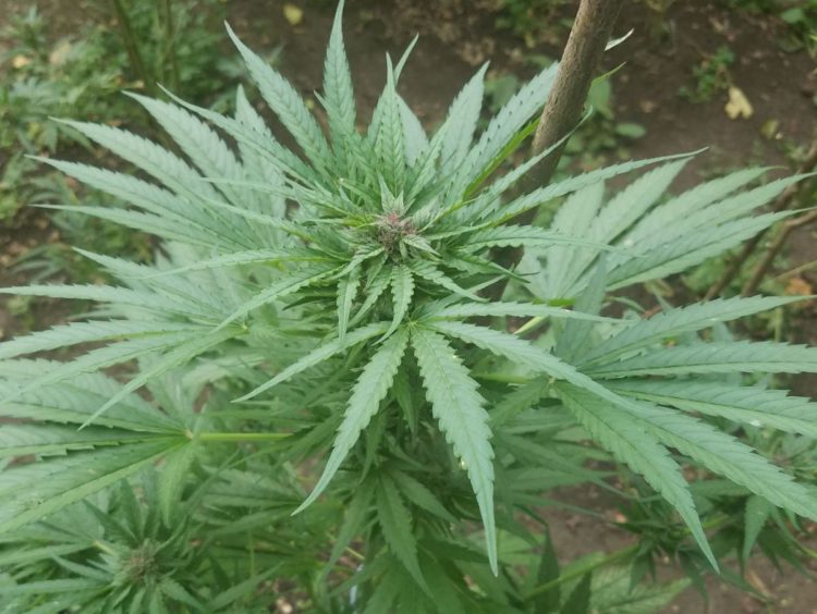 Otkrivene stabljike indijske konoplje