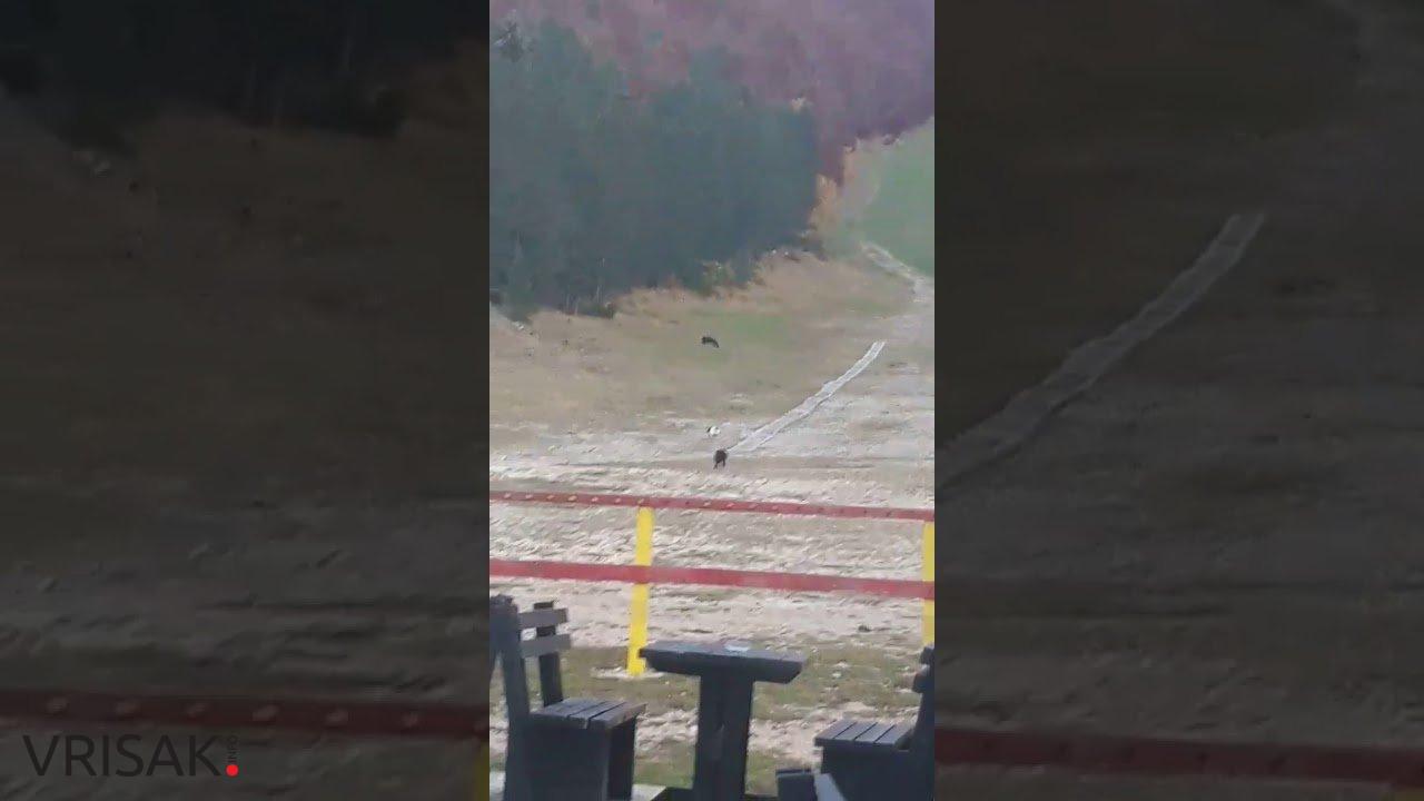 Medvjed došao skoro do restorana na Blidinju