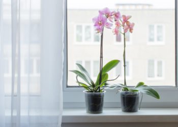 Mali trikovi uz koje će orhideja duže živjeti