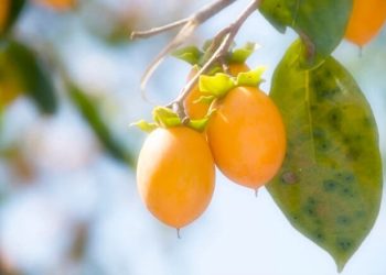 Volite li japansku jabuku?