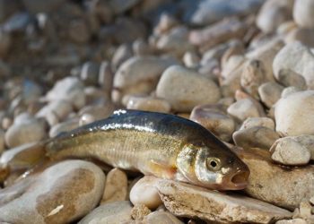 Prikancima s Mostarskog blata prijeti izumiranje